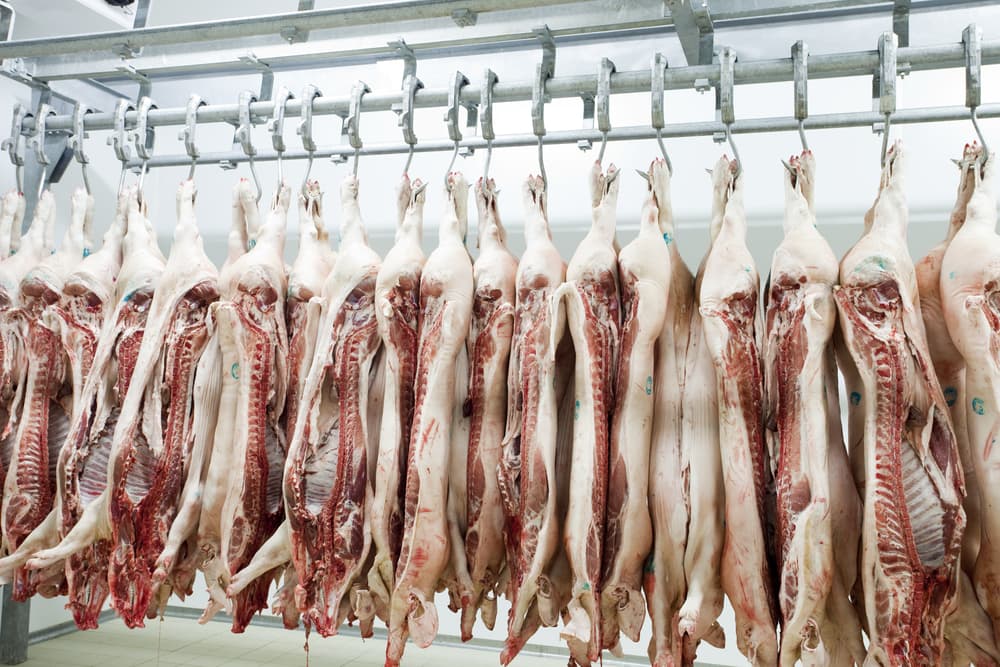 Mangalica vágóhíd akasztó